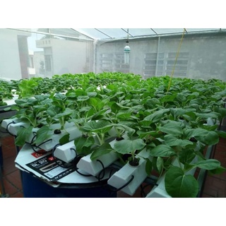 Dinh dưỡng thủy canh NoVa ISA cặp 2 lít