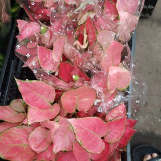 Cây Vạn Lộc giống mới ( loại lớn )