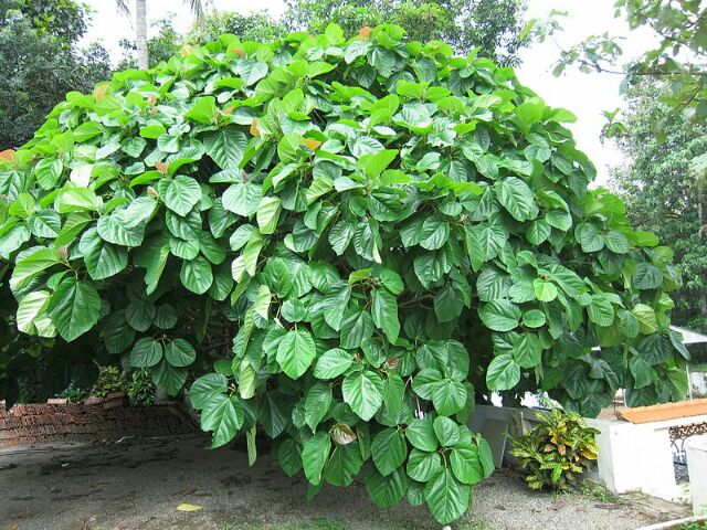 Cây Vả mật giống