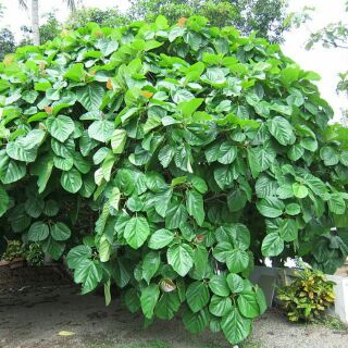 Cây Vả mật giống ( sung vả)