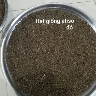 Hạt giống hoa atiso đỏ 100g
