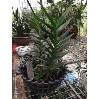 Hoa lan giáng thu (cây  cao 40cm,bộ rễ khỏe)