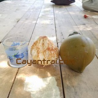Combo 2 cây Dừa ẻo vàng (Dừa xiêm dây vàng)
