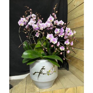 combo 3 cây lan hồ điệp đang nụ