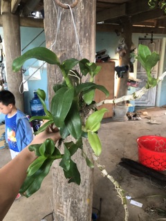 Trần rồng đỏ (bảng gỗ)