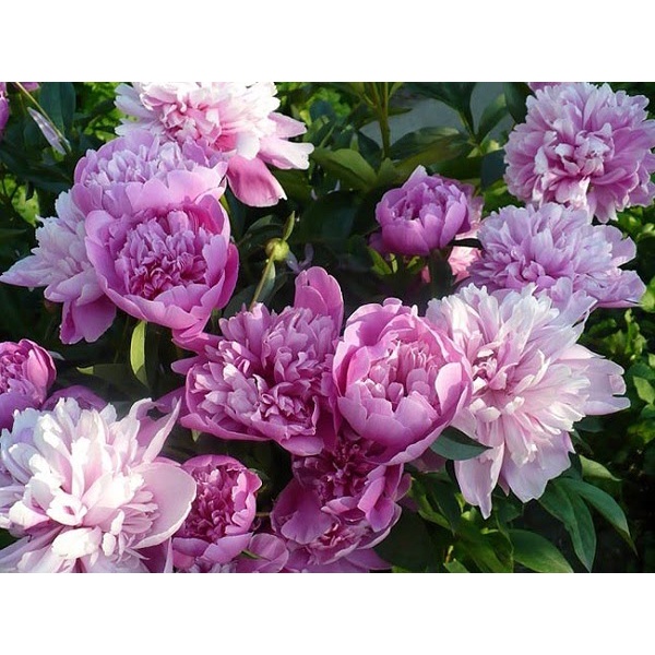 10H - #Hạt_Giống_Hoa_Mẫu_Đơn_Mix ( tặng kèm kích mầm và phân bón )