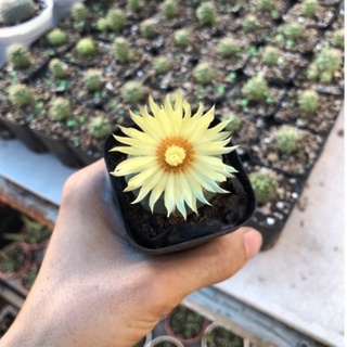Xương rồng aster