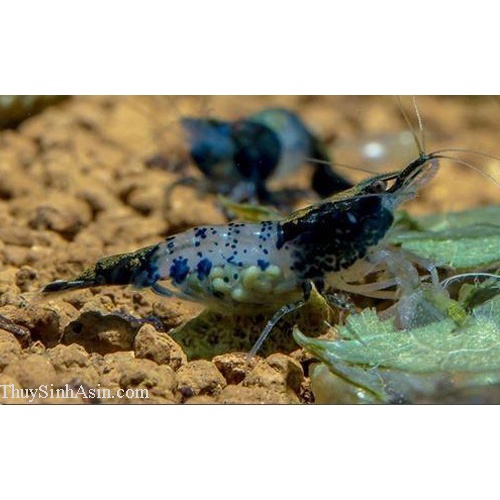 tép rili đen ( 5 tép )