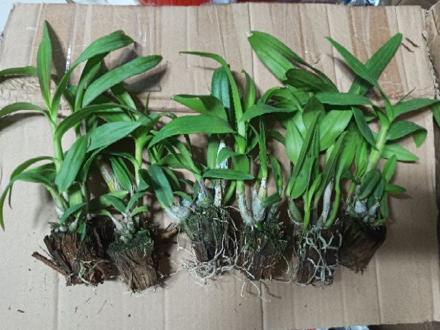 Hoa lan denro mini đủ màu