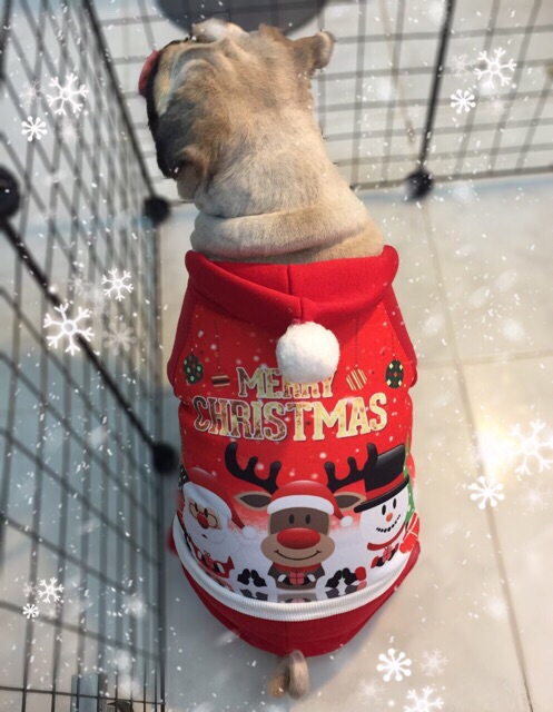 ĐỒ NOEL CHO CHÓ MÈO (ảnh thật)