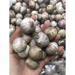 Tỏi cô đơn