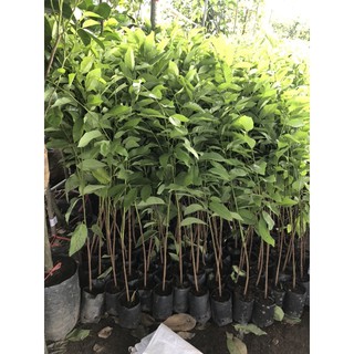 [cây giống] NA DAI LẠNG SƠN