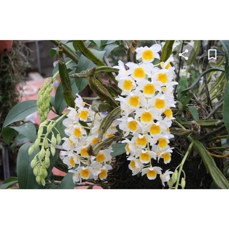 Hoa Lan Kiều Vuông Sỉ 10k 1 bó hình cuối