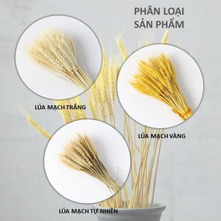 [Bó 20 cành Cỏ lúa mạch khô] trang trí decor