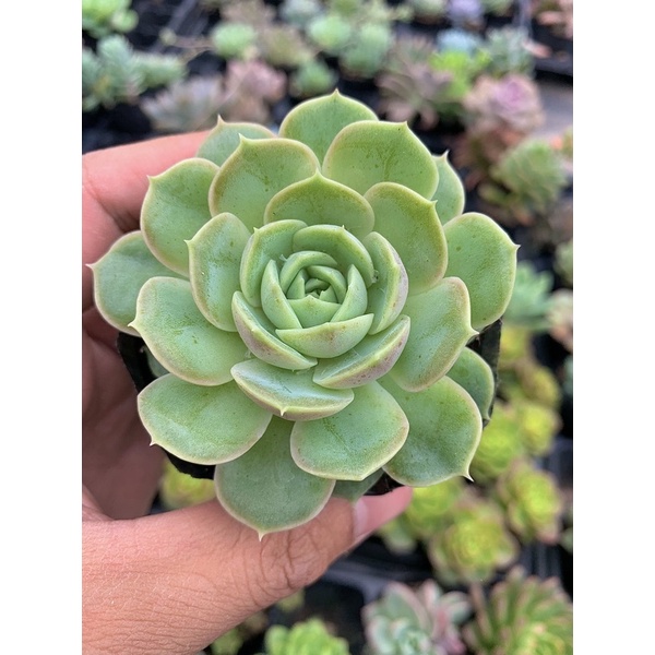 Sen Đá ngọc bích🪴size 4-5cm🌵Lỗi 1 đổi 1🌵