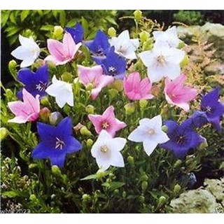 Hạt Giống Hoa Cát Cánh Mix