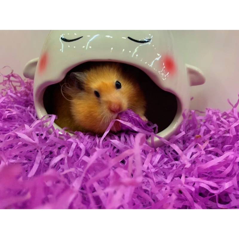 Giấy lót sợi giữ ấm cho hamster