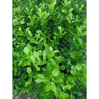 Cây chúc giống , cây chanh thái chuẩn giống
