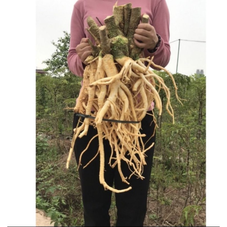 Củ đinh lăng tươi 5kg
