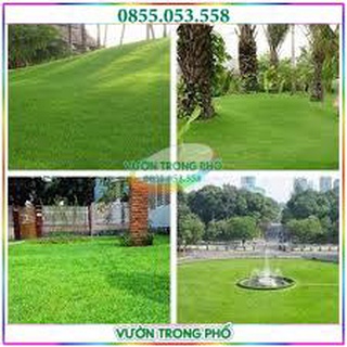Hạt Giống Cỏ thảm Nhung Nhật gói 100g