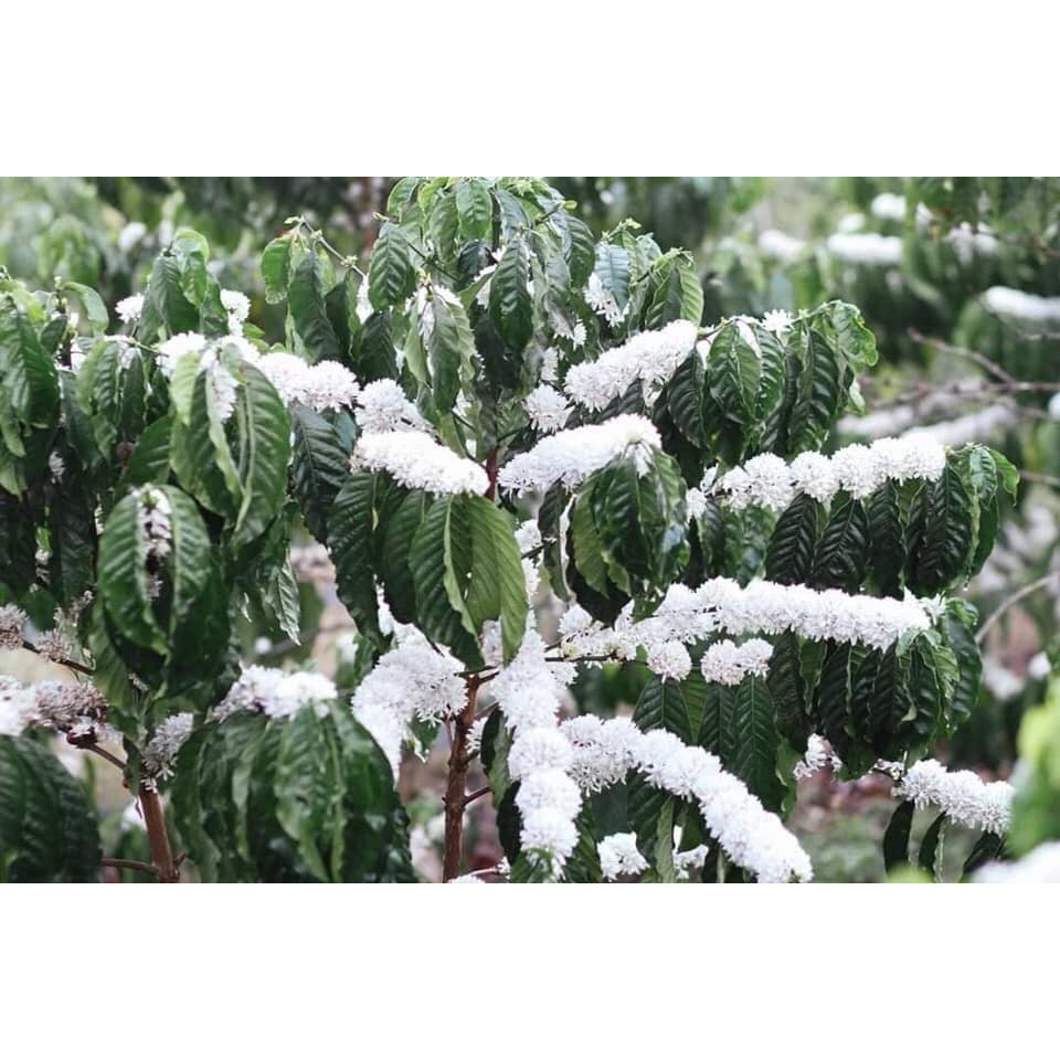 Cà phê hoàng hiệp số 5