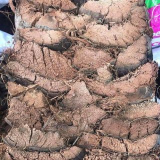 Vỏ dừa trồng hoa lan,vỏ dừa bón hoa lan 1kg/50K