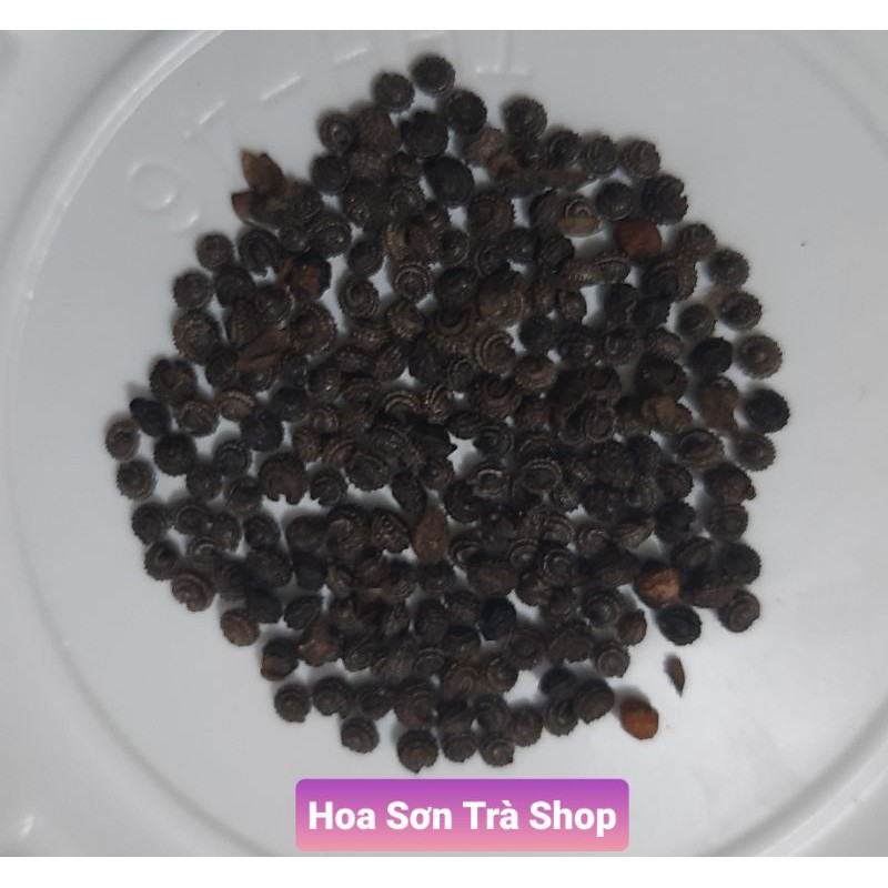 30 Hạt giống SƯƠNG SÂM LÔNG