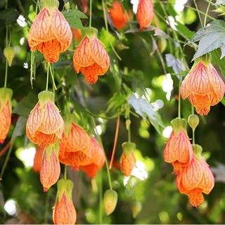 cây giống dâm bụt lồng đèn ( lồng đèn trung quốc, lồng đèn sing)