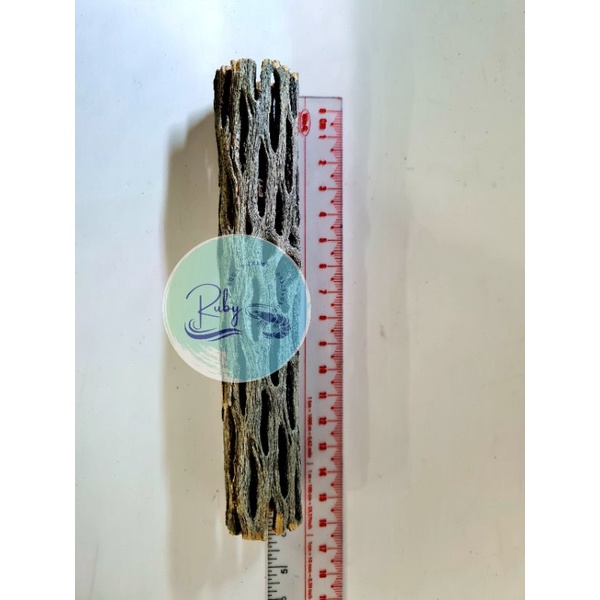 Lũa cholla dành cho tép