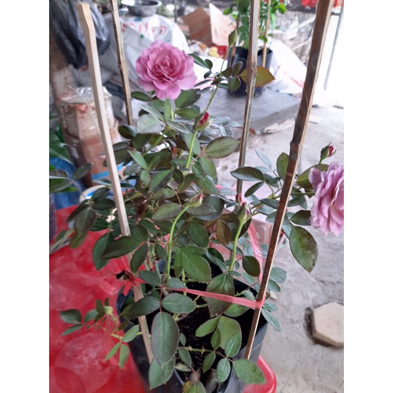 Hồng tím ruốc