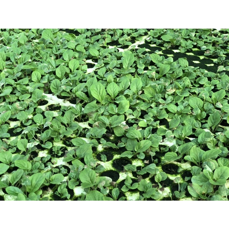 Cây giống đồng tiền lùn siêu nụ