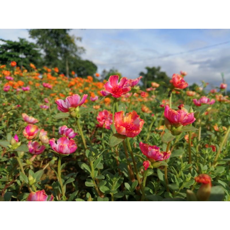 6 cành hoa sam đơn hồng đào viền vàng