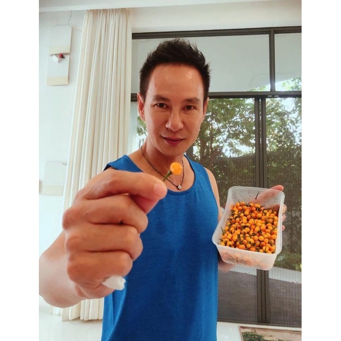 Túi 5Trái Ớt Peru Aji Charapita Đắt Đỏ Nhất Thế Giới