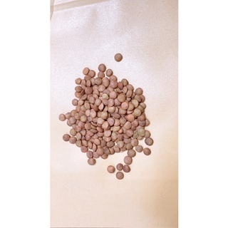 [Non-gmo] Đậu lăng không biến đổi gen Date : 4/2026
