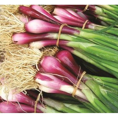 Hạt giống hành lá gốc tím - gói 2 gram