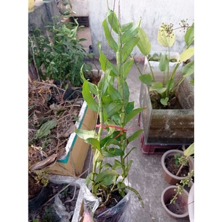 Lan phi điệp tím (ib shop chọn cây)