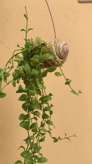 Cây lan hạt dưa