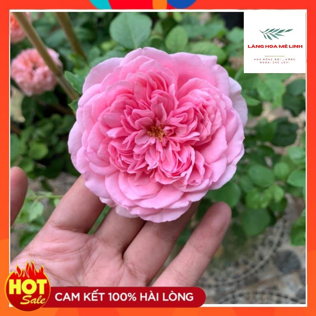 Hoa Hồng Ngoại Rose Pompadour [SIÊU PHẨM ] - Hồng leo Pháp bông lớn, thơm tuyệt