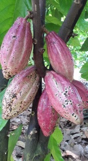 Bột ca cao nguyên chất 100% k trộn bột