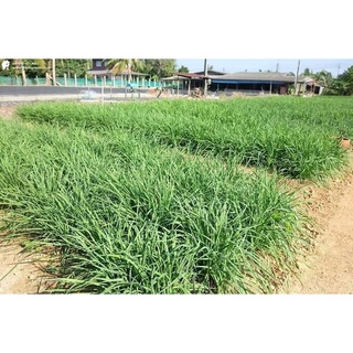 Phân bón Đạm U rê, Phân Lân, Phân Kali 500gram863