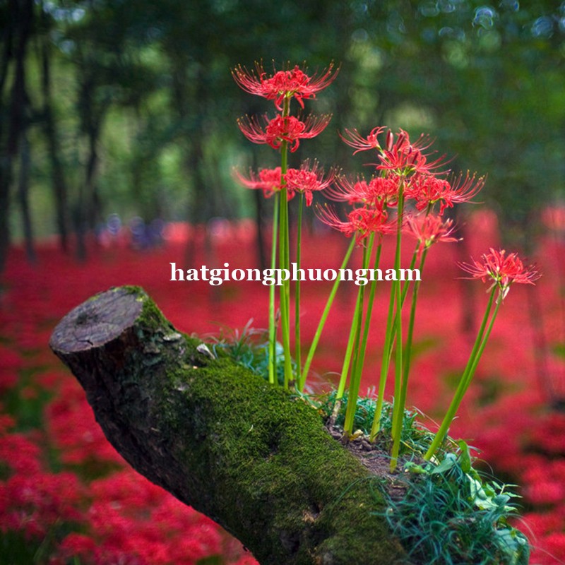 CỦ GIỐNG HOA BỈ NGẠN