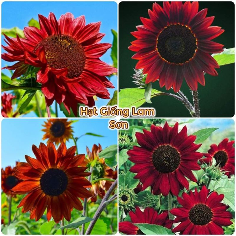 HẠT GIỐNG HOA HƯỚNG DƯƠNG BÔNG ĐỎ - Bông To, Đẹp, Dễ Trồng.