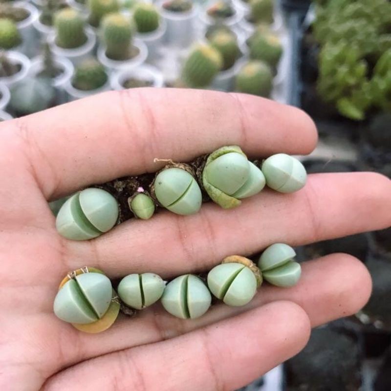 Sen mông - lithops - giao ngẫu nhiên