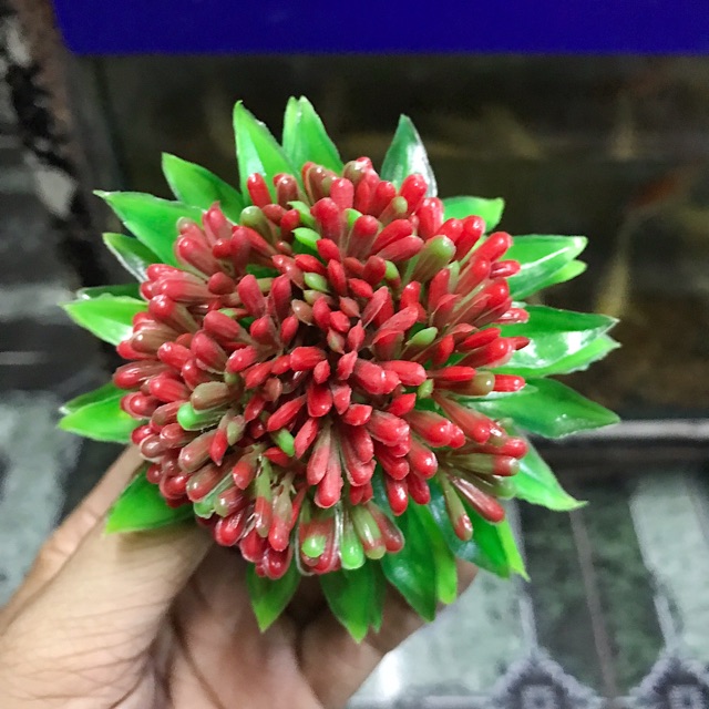 RONG GIẢ TRANG TRÍ HỒ CÁ NON BỘ ĐƯỜNG KÍNH 8CM CAO 6CM
