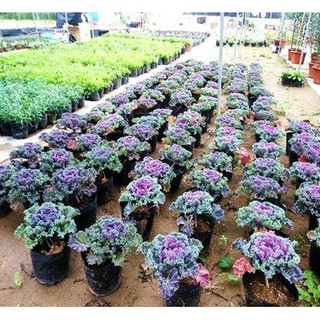 Hạt Giống Hoa Bắp Cải