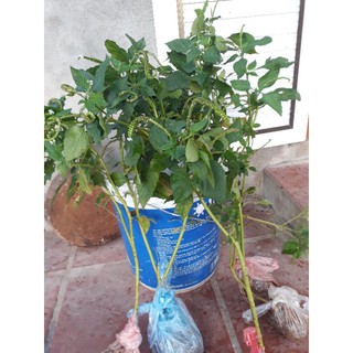 Bầu cây vòi voi giống