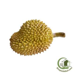 Trái sầu riêng lớn - quả sầu riêng giả cao cấp