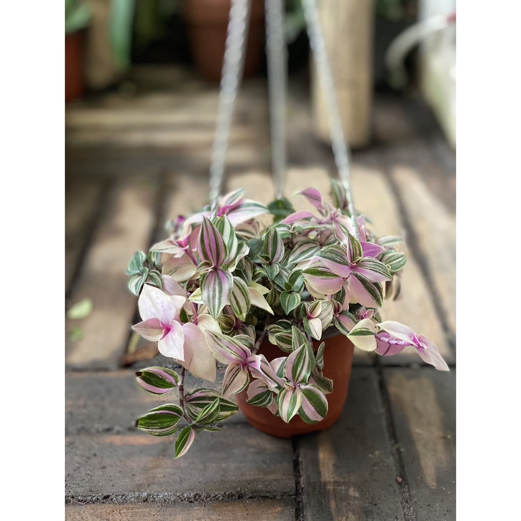 Cây Tradescantia fluminensis quadricolor (Thài Lài Hồng, Thài Lài Fluminensis 4 màu, Thài Lài 4 màu) chậu treo