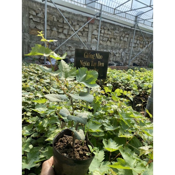 Cây Nho Ngón Tay Đen Úc  Không Hạt Tự Nhiên