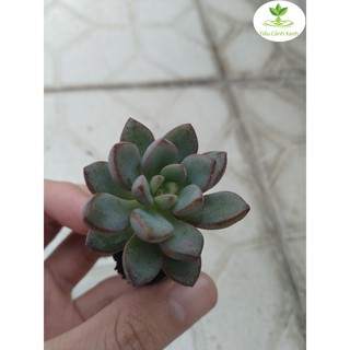 Sen đá viền đỏ - sen đá 15